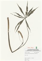 藏品(臺灣天南星)的圖片